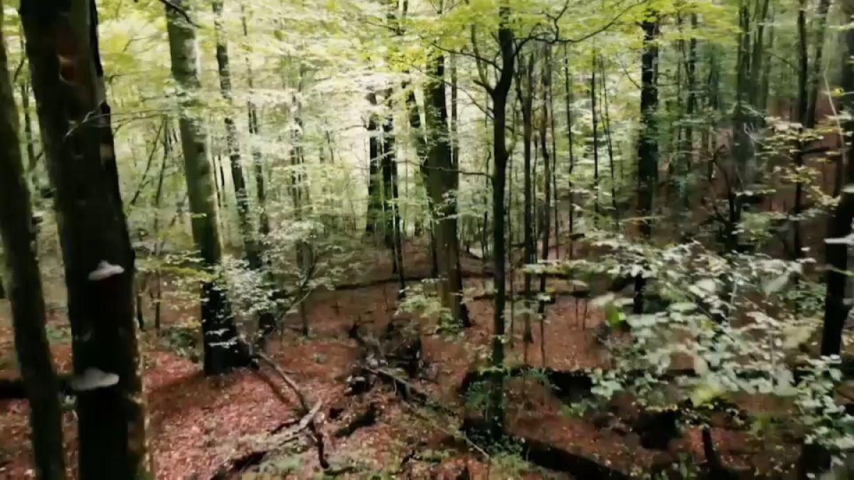 Девственные буковые леса в Карпатах 