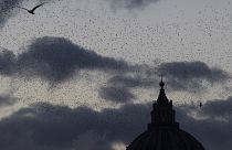 A flock of starlings flies over Rome's skyline and the dome of St. Peter's Basilica at dusk.