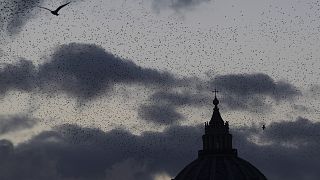 A flock of starlings flies over Rome's skyline and the dome of St. Peter's Basilica at dusk.