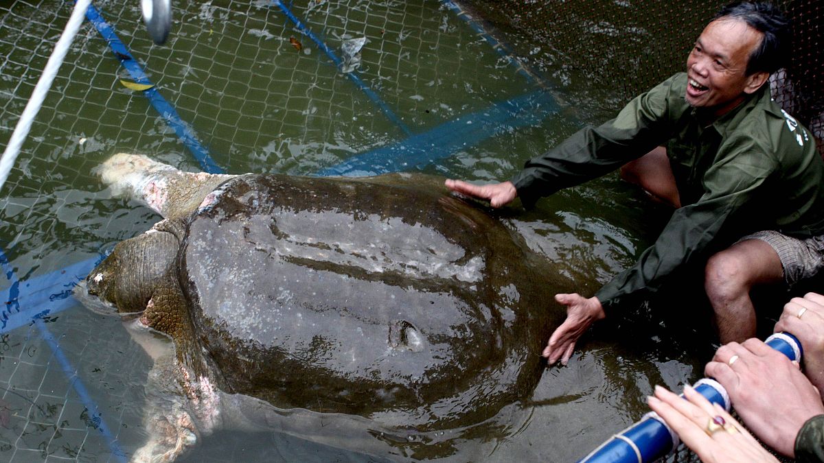 Vİetnam'da, dünya üzerinde bilinen tek örneği kalan yumuşak kabuklu Yangtze kaplumbağasından bulundu. 