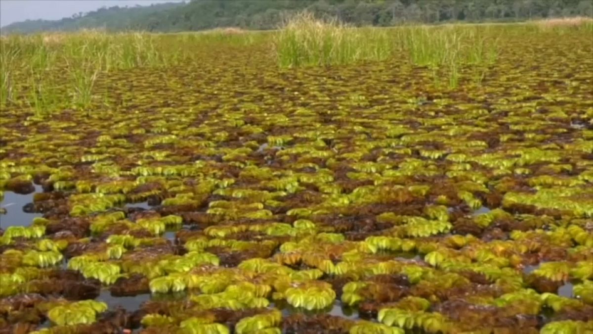 La fougère aquatique, Salvinia Molesta, envahit le lac Ossa au Cameroun