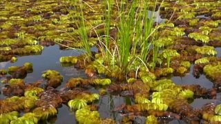 На озере Осса стремительно распространяется растение сальвиния, из-за чего страдают многие животные