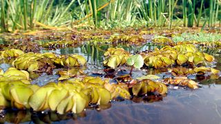 Cameroon’s Lake Ossa is Under Attack by a Giant Plant
