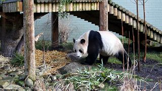 Giant panda named Yang Guang, is seen exploring his enclosure at Edinburgh Zoo in Edinburgh, Scotland Monday, Dec 16, 2013.