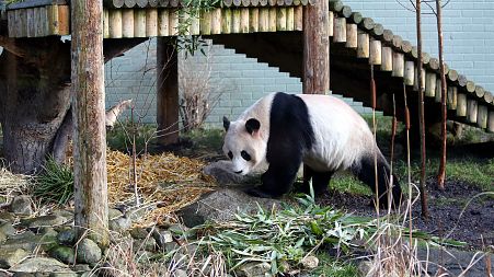 Giant panda named Yang Guang, is seen exploring his enclosure at Edinburgh Zoo in Edinburgh, Scotland Monday, Dec 16, 2013.