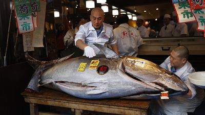 Un chef observa un atún comprado en la subasta del mercado Toyosu, Tokio