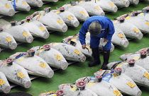A prospective buyer inspects the quality of a frozen tuna before the first auction of the year at the newly-opened Toyosu Market,