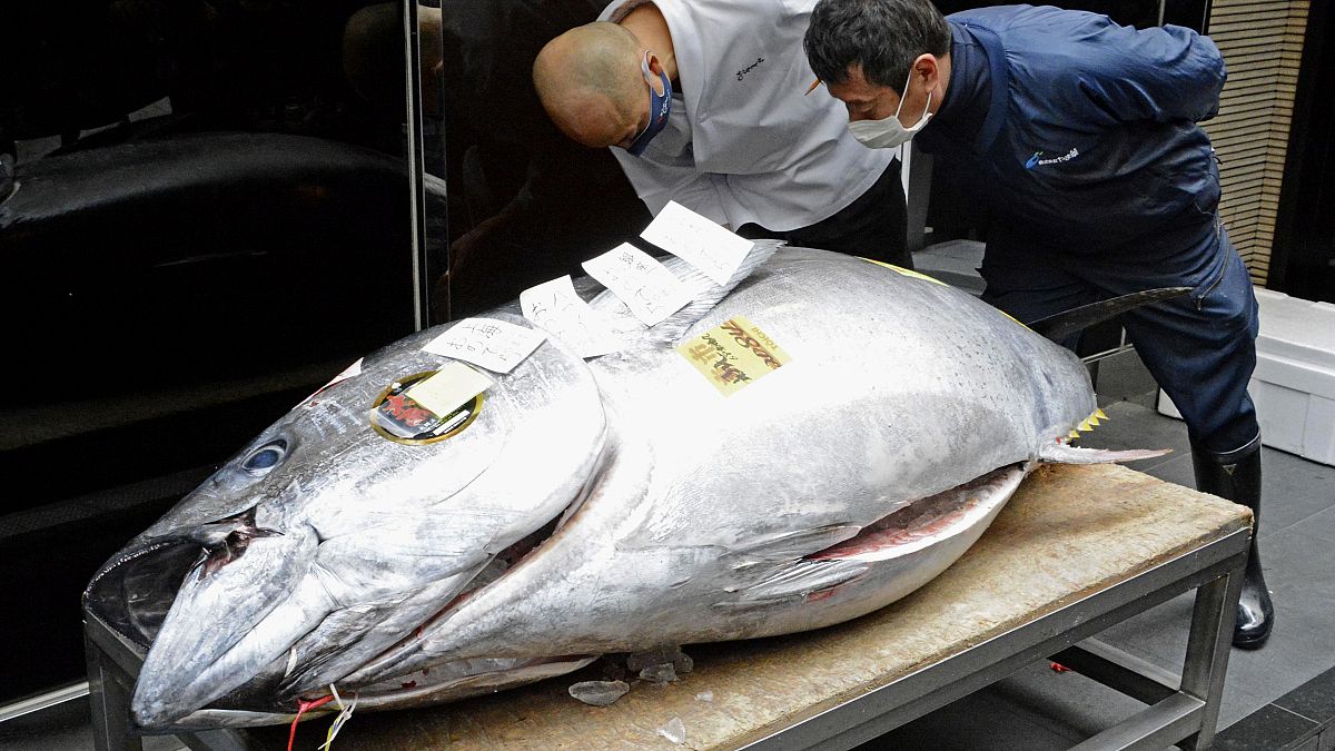 Der diesjährige Rekordfang wurde von einer Sushi-Bar-Kette in Tokio ersteigert