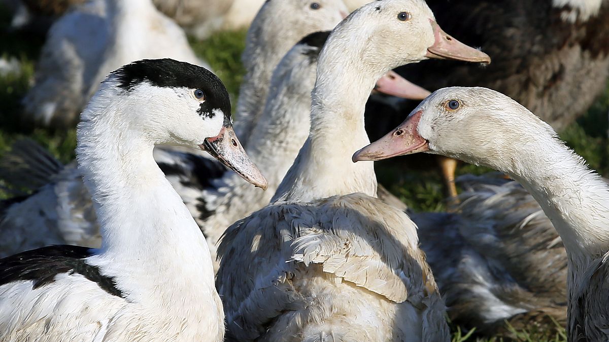 Ducks are pictured at a poultry farm in Montsoue, southwestern France, Tuesday, Feb.21, 2017. 