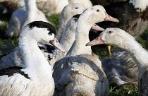 Ducks are pictured at a poultry farm in Montsoue, southwestern France, Tuesday, Feb.21, 2017.