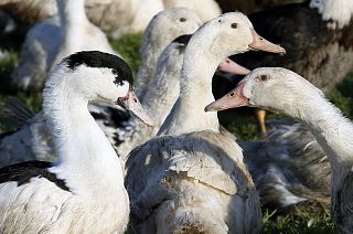 Ducks are pictured at a poultry farm in Montsoue, southwestern France, Tuesday, Feb.21, 2017.