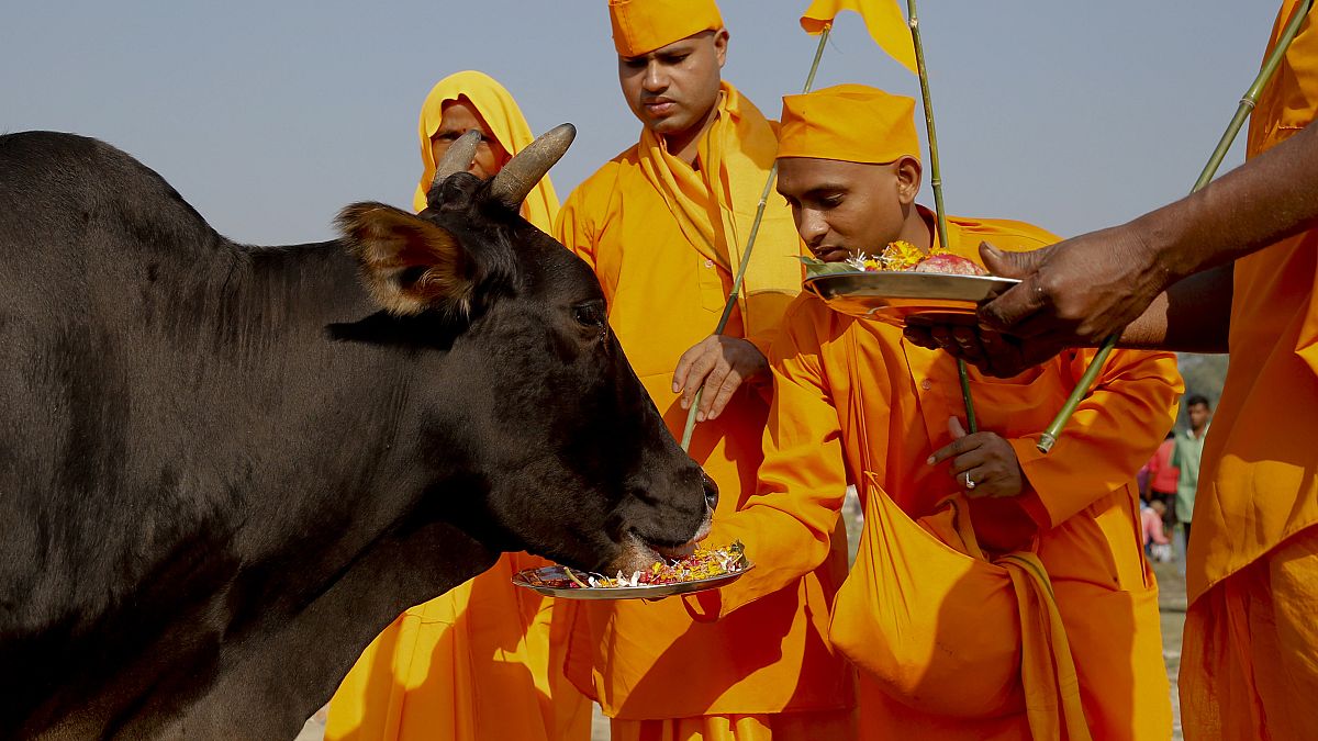 گاو برای بسیار از هندوها جانور مقدسی است