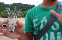 Ein Schildkrötenbaby in der Hand eines Naturschützers in Ostjava