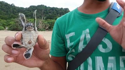 Ein Schildkrötenbaby in der Hand eines Naturschützers in Ostjava