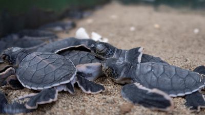 Indonesia's baby sea turtles make a break for freedom