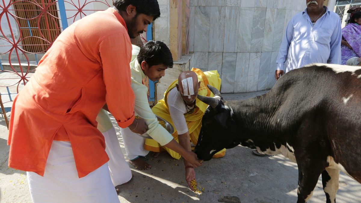 Hindistan'da ulusal çapta 'yazılı inek testi' yapılacak