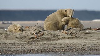 A female polar bear with two cubs in the Arctic National Wildlife Refuge.