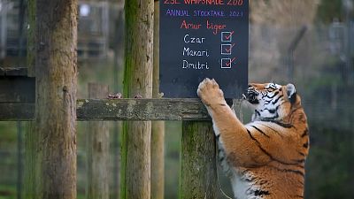 Jardim Zoológico inglês inicia contagem dos "hóspedes" selvagens