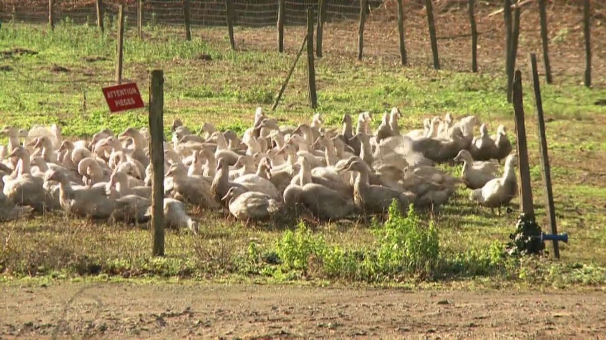 Un élevage de canards dans les Landes en France