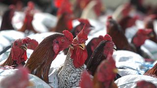 Senegal culls more than 40,000 birds amid bird flu outbreak