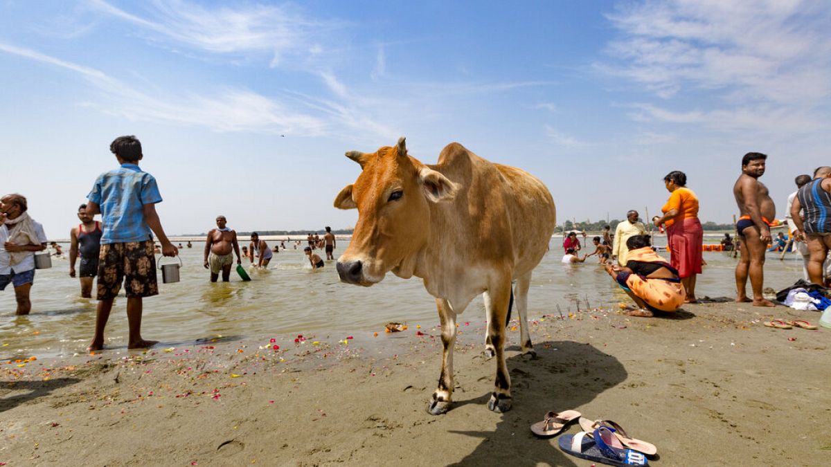 Tehén társaságában vesznek rituális fürdőt a hívek a Gangeszben egy vallási ünnepen Indiában