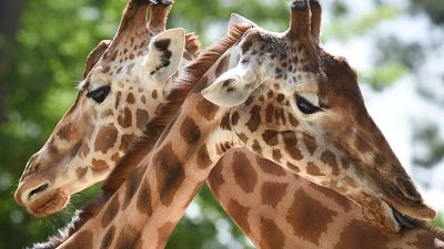 Two rare dwarf giraffes discovered in Namibia and Uganda