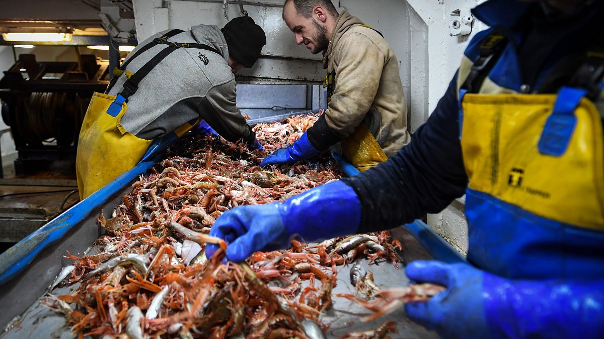 Members of the crew of the trawler 'Good Fellowship' process the day's catch after berthing in Eyemouth Harbour in the Scottish Borders, December 16, 2020 .
