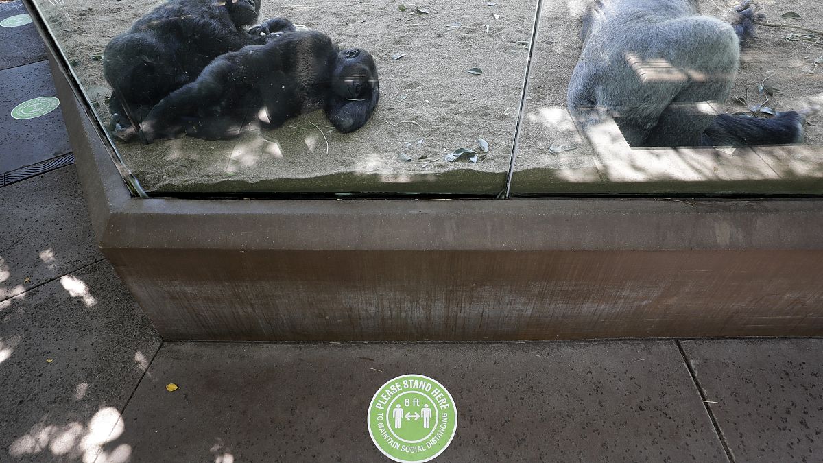 Gorillas San Diego Zoo