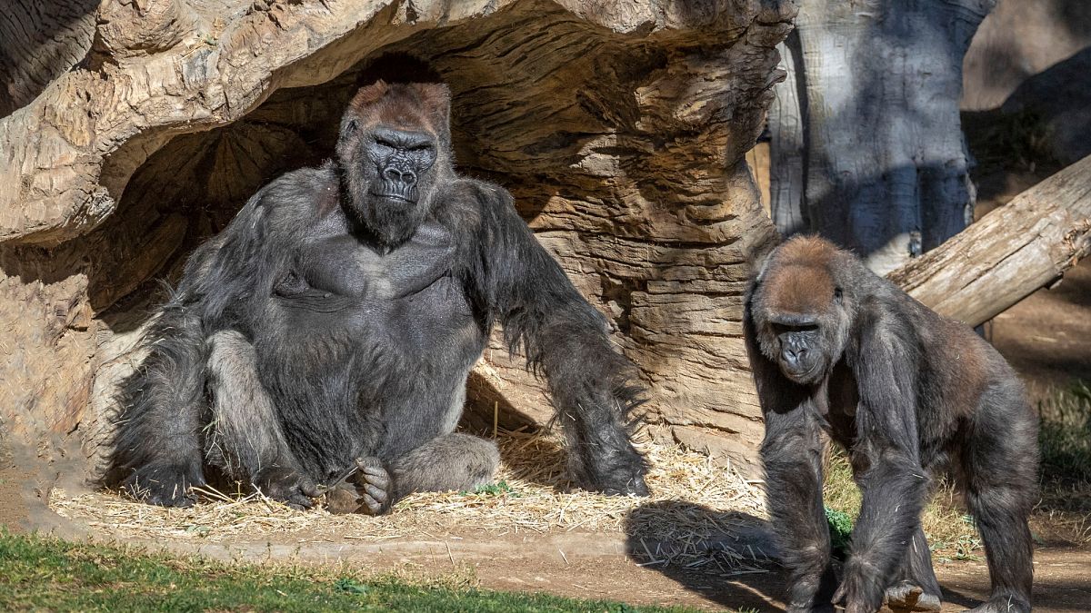 San Diego Hayvanat Bahçesi, Kaliforniya'da salgın önlemlerinin sıkılaştırıldığı 6 Aralık'tan beri halka kapalı durumda