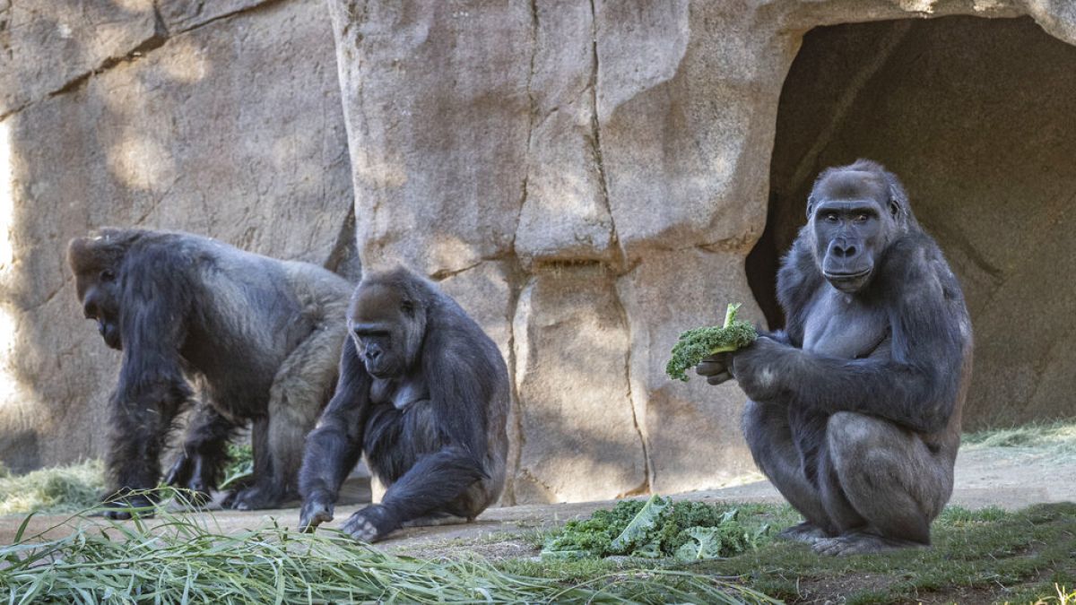 Members of the gorilla troop at the San Diego Zoo Safari Park in Escondido, Calif., are seen in their habitat on Sunday, Jan. 10, 2021. 