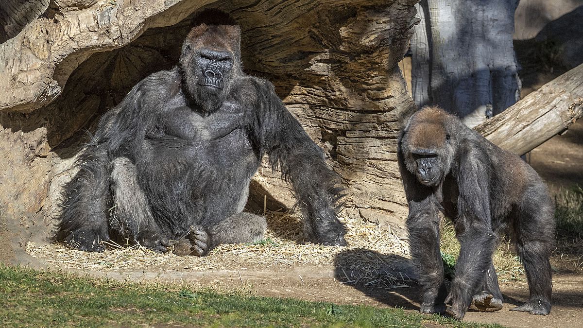 Members of the gorilla troop at the San Diego Zoo Safari Park in Escondido