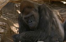 Gorila del Zoológico de San Diego