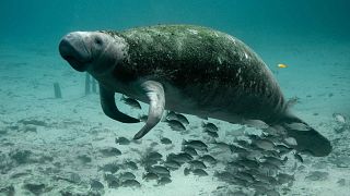 Manatee