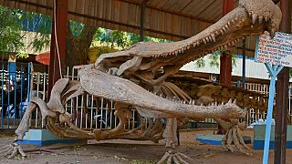 Dinosaurs, living animals and crafts: Inside Niger's National Museum