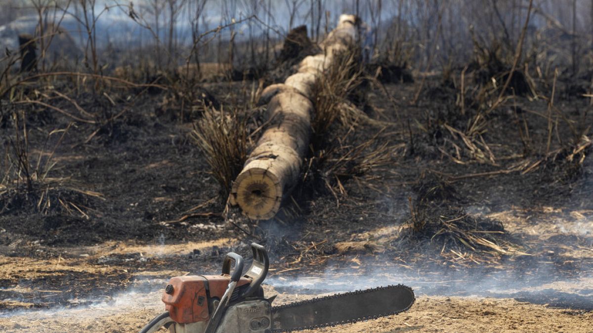 WWF: Χάθηκαν 430 εκατομμύρια στρέμματα δασών στα κύρια «μέτωπα»