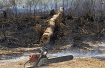 За 13 лет Земля потеряла более 40 млн гектаров леса