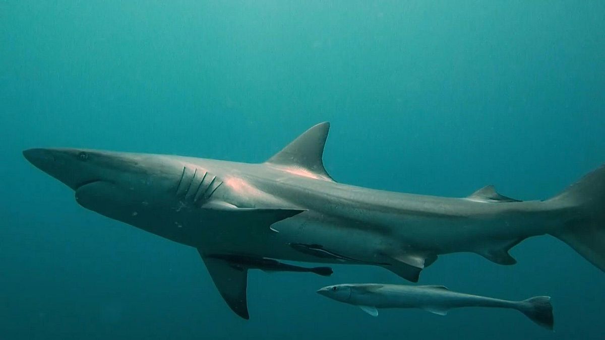 شباك الموت: رادع القرش الأساسي في جنوب إفريقيا