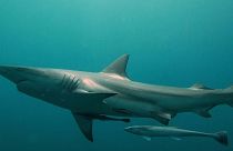 شباك الموت: رادع القرش الأساسي في جنوب إفريقيا