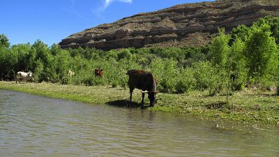 In this Sunday, June 1, 2014, photograph, cattle graze at the edge of the Verde River in Camp Verde, Ariz. (AP Photo/Ross D. Franklin)
