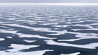 Kuzey Buz Denizi