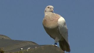 In this image made from video, a racing pigeon sits on a rooftop Wednesday, Jan. 13, 2021, in Melbourne, Australia.