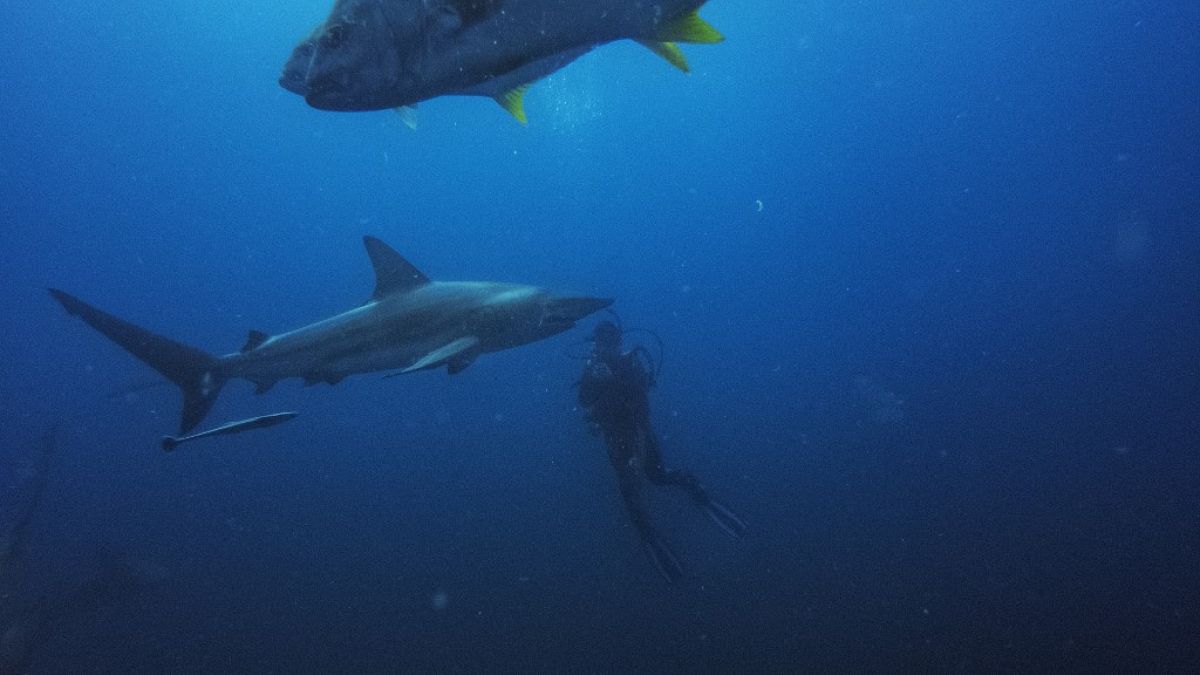Divers from the Blue Ocean Dive Resort swims with black-tip sharks and other fishes during a baited shark dive in Umkomaas near Durban, South Africa, on December 10, 2020