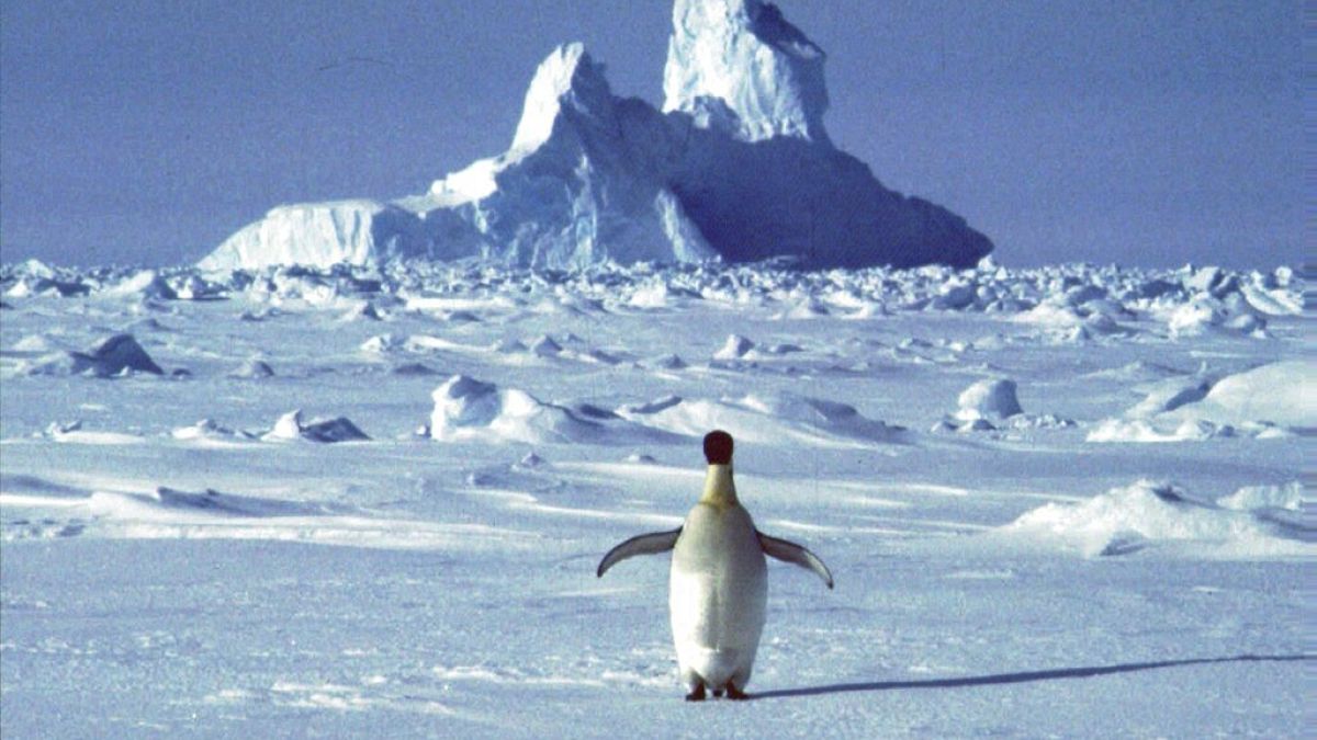 Foto de un pingüino en la Antártida