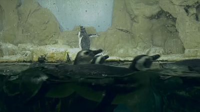 Shutdown: Pinguine vermissen ihre - menschlichen - Zweibeiner