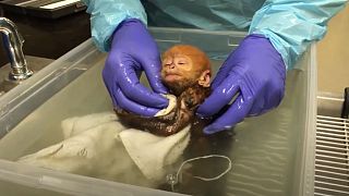 «کویی بائو» میمونی که در باغ وحش فیلادلفیا به دنیا آمد