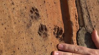 Impronte di animali sulle tegole di Santa Maria del Fiore