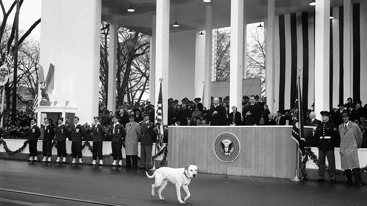 Il vicepresidente Richard Nixon ride, mentre un cane randagio partecipa alla parata inaugurale e cammina davanti alla Casa Bianca a Washington, 21/01/1957