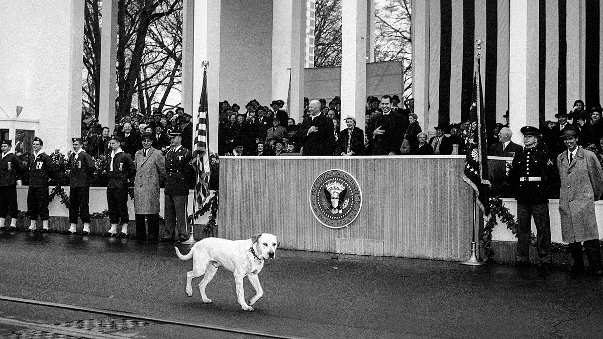 Vizepräsident Richard Nixon lacht, als sich ein streunender Hund der Inaugurationsparade anschließt und vor dem Weißen Haus in Washington, D.C. spazieren geht. 21. Januar 1957