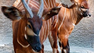 'Very special species': Kenya rushes to protect endangered antelope