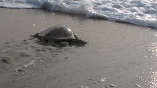 Kenya Sees Green Turtle Baby Boom on its Southern Coastlines